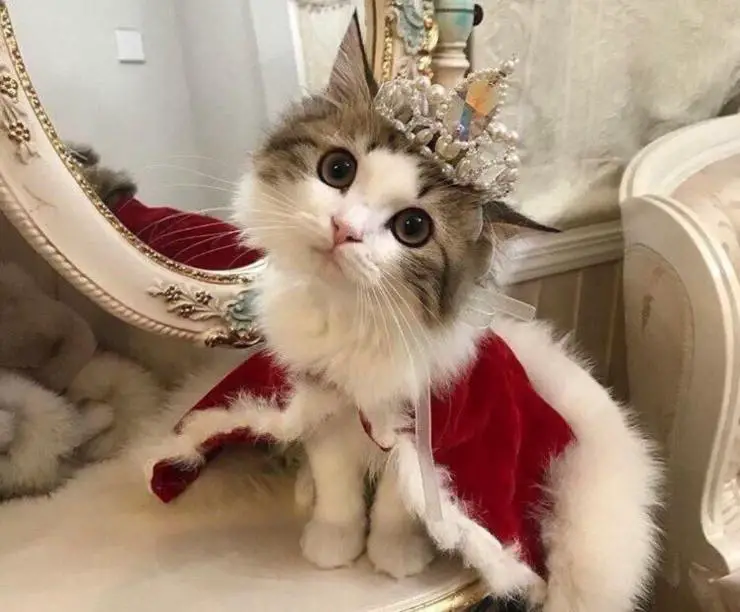 gato rey reina noble