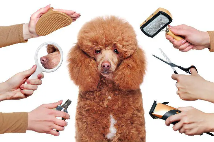 razas de perros de pelo largo
