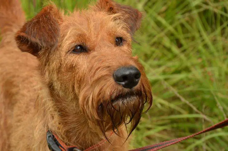 Terrier irlandés irlandés