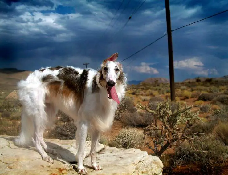 perro ruso borzoi