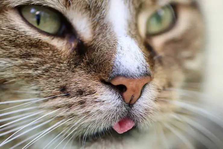 La saliva del gato