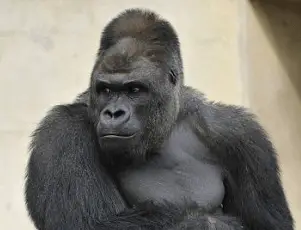 shabani