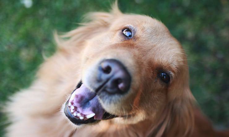 Golden retriever de caña
