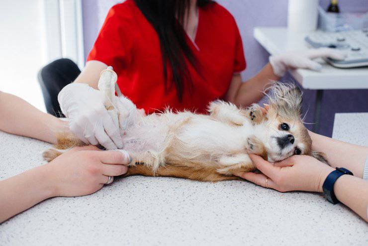 ¿Cuántos cachorros puede tener un chihuahua?