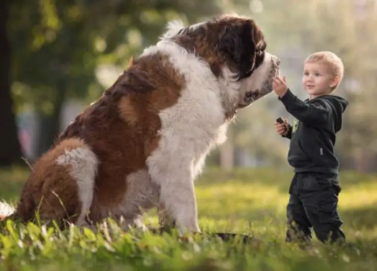 san bernardo perro y niño