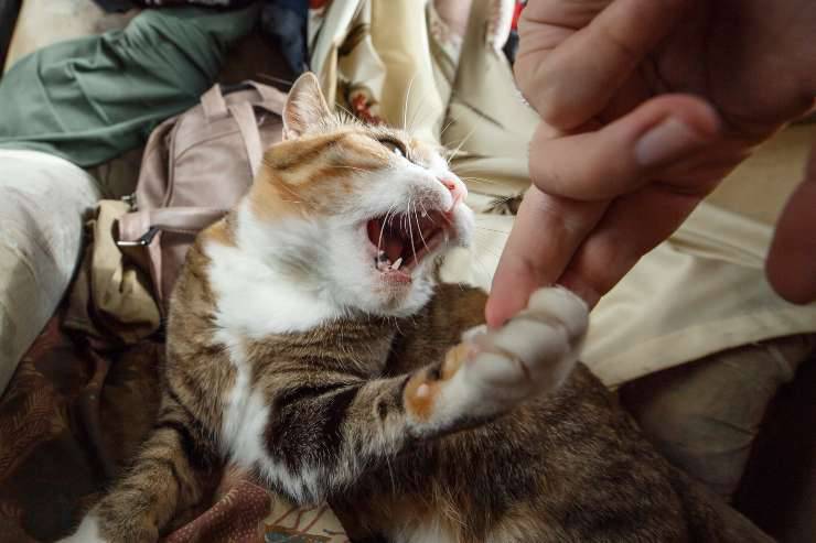 porque el gato no quiere que lo acaricien