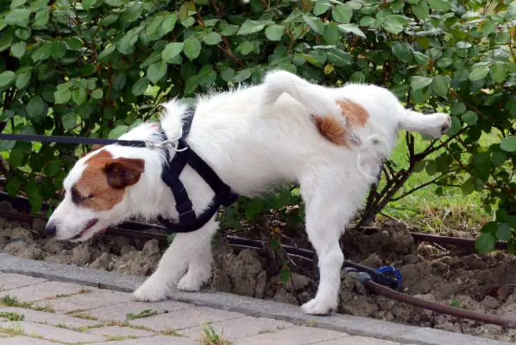 porque el perro levanta la pata para hacer pis