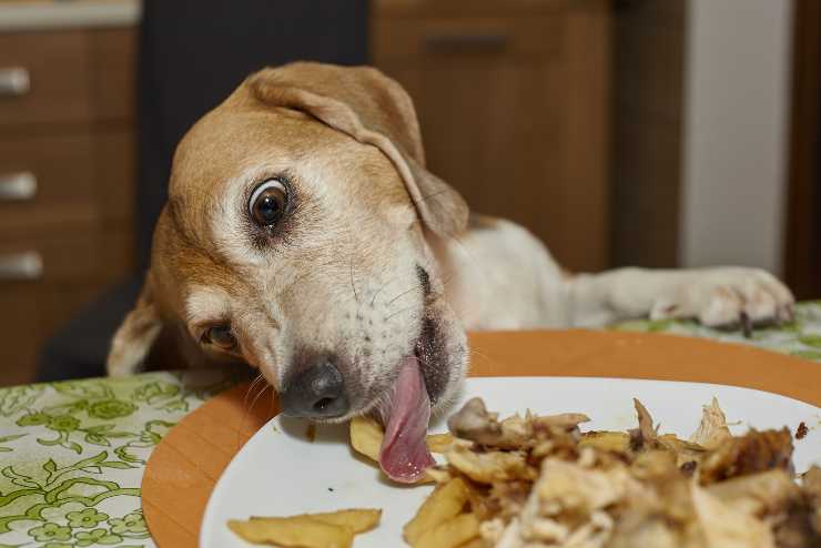 Por qué el perro roba la comida