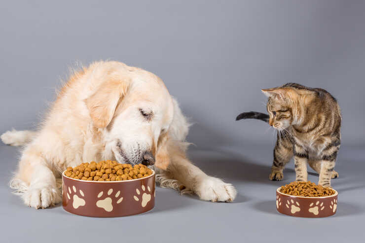 cuencos para perros y gatos