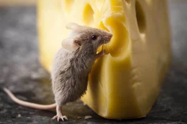 ¿Qué comen los ratones?
