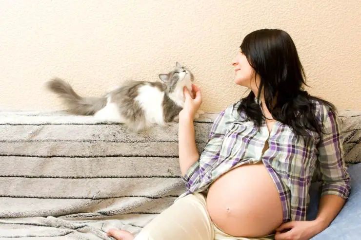 gato mujer embarazada