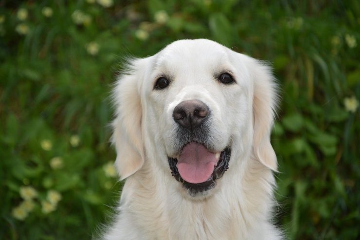 ¿Pueden los perros comer pistachos?