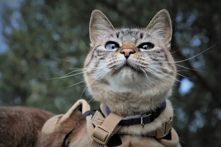 Gato con arnés