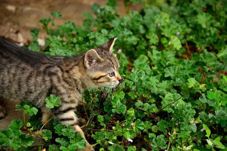 Arneses para gatos