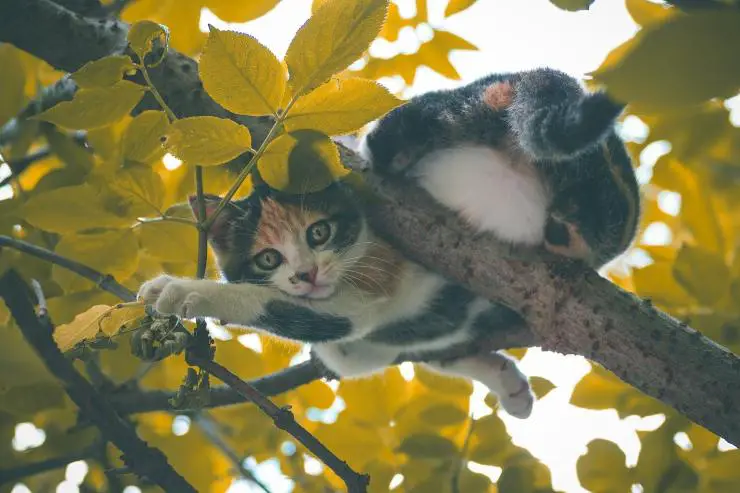Minino, en, árbol