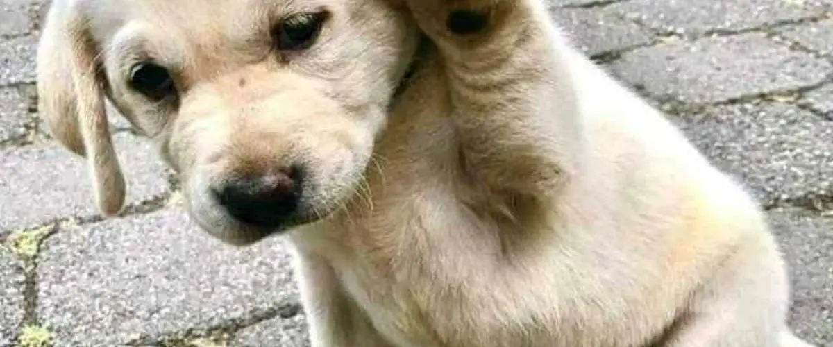 Porque Mi Perro Me Empuja Con Su Cuerpo