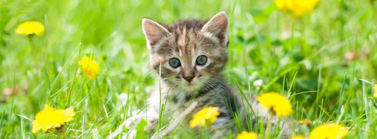 Cómo pasar un verano con tu gato de forma segura y feliz