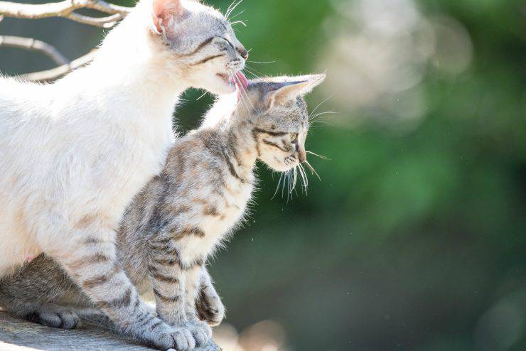 Gato lame gato