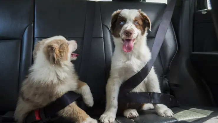Cinturones de seguridad para perros