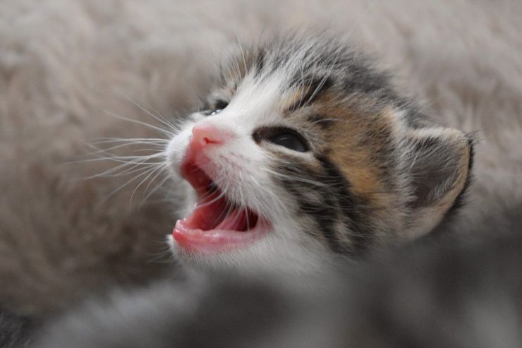 Cachorro de gato
