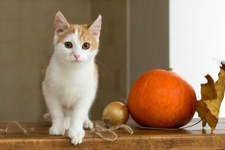 gato calabaza