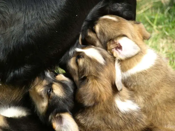 Cachorros adheridos a las ubres