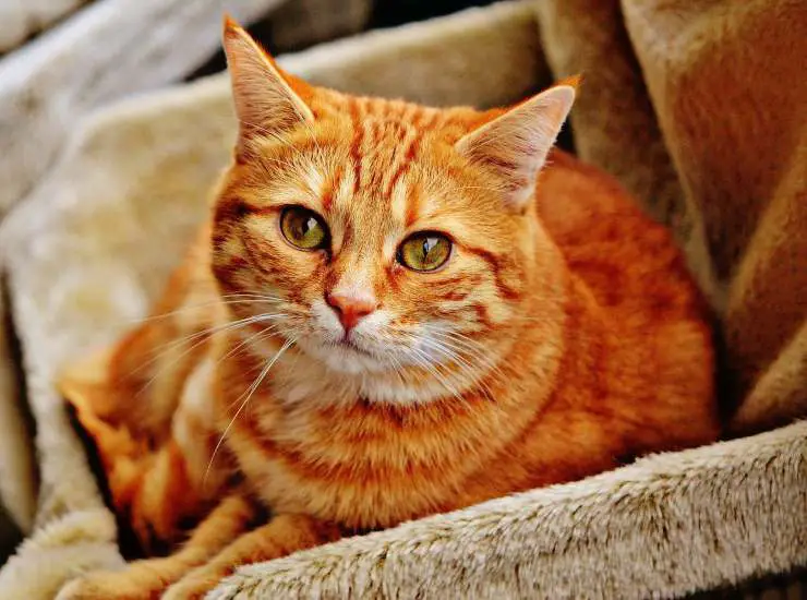 Gato rojo