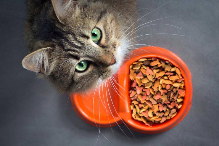 Alimentación para un gato enfermo del hígado
