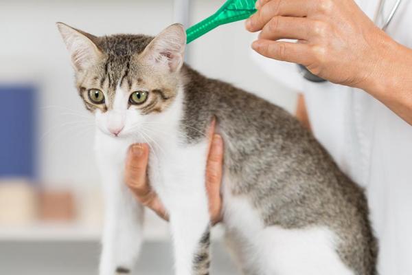 Pipetas para gatos: dosis y efectos secundarios: frecuencia de aplicación de la pipeta al gato