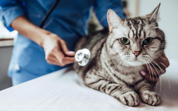 Pipetas para gatos: dosis y efectos secundarios - Efectos secundarios de las pipetas para gatos