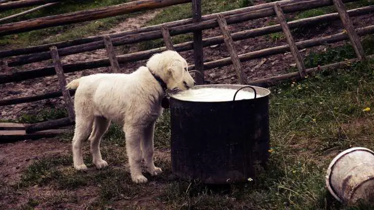 Fido bebe leche
