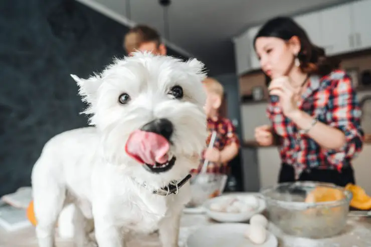 Intolerancia a la lactosa en perros