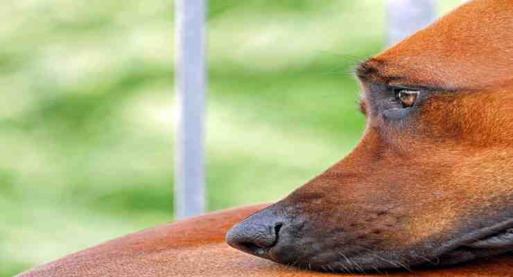 Perro robado del jardín: carabineros rastrean a los ladrones y recuperan al perro (foto Pixabay)