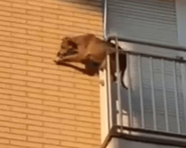 perro dejado en el balcón