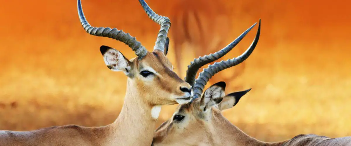 El Impala Que Come Donde Vive Caracteristicas Y Curiosidades Vida Con Mascotas