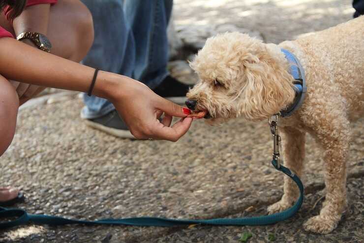 ¿Pueden los perros comer frambuesa?  (Foto Pixabay)