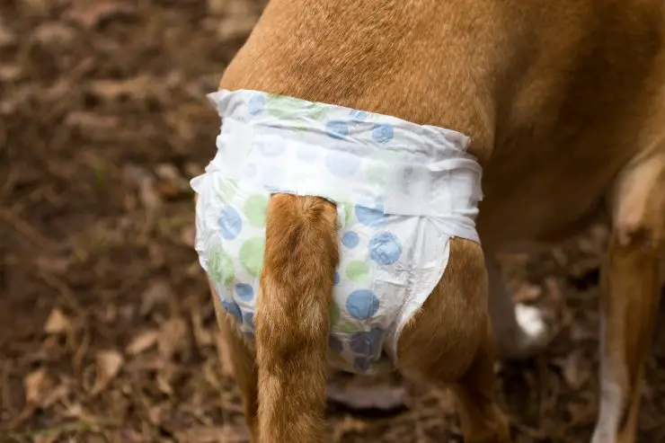 Cola rota del perro
