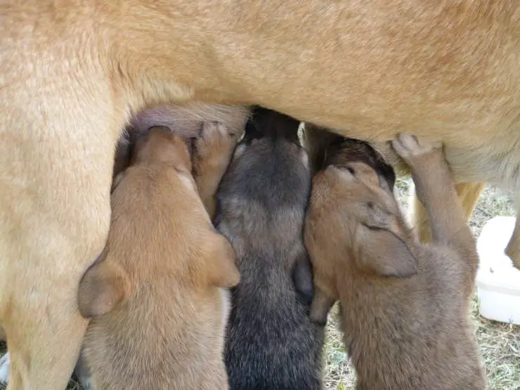 Mastitis en la perra