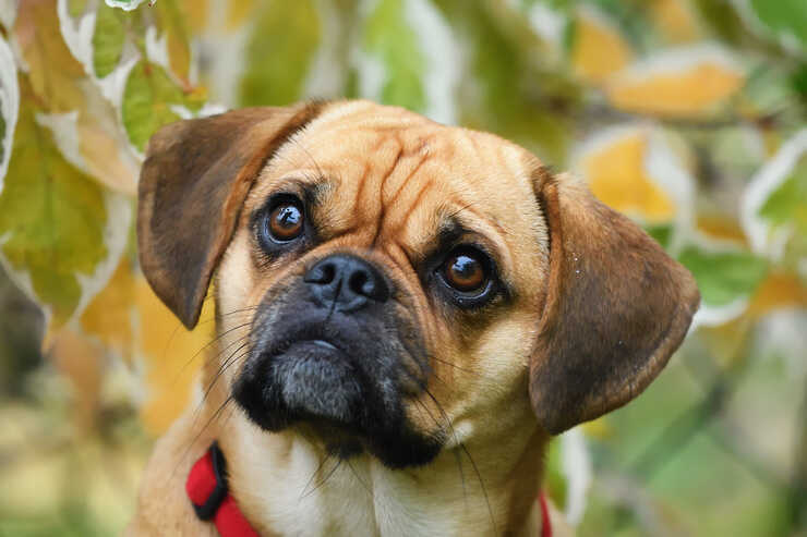 Puggle