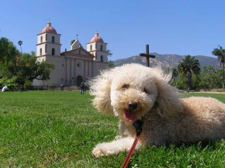 Perros mestizos