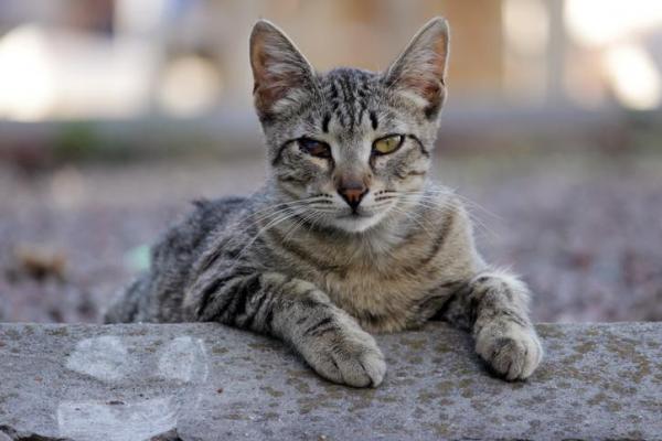 Gato con ojo opaco: causas y tratamientos - Chlamydia felis