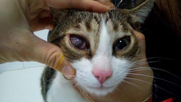 Gato con ojo opaco: causas y tratamientos - Herpesvirus felino