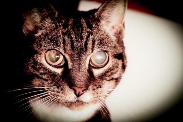 Gato con ojo opaco: causas y tratamientos - Cataratas
