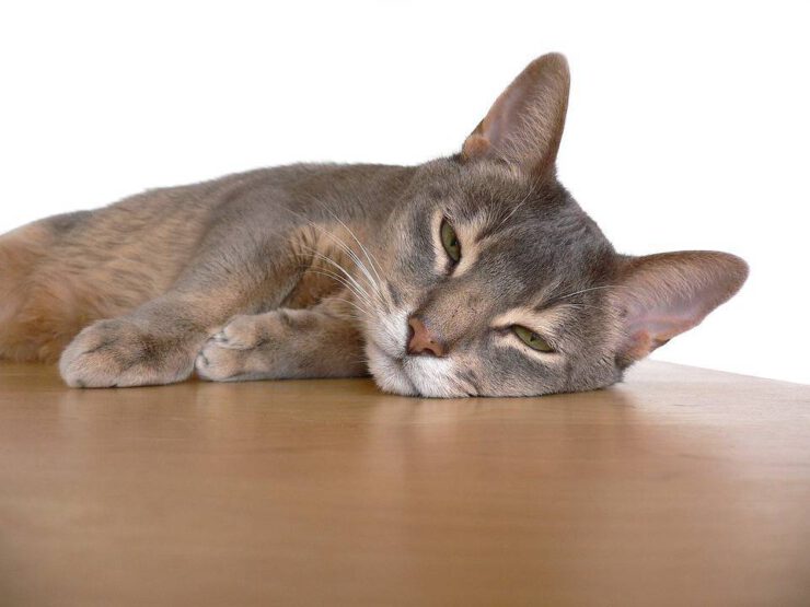 Enfermedades comunes de los gatos abisinios