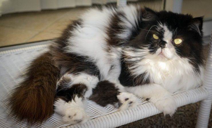 Gato blanco y negro