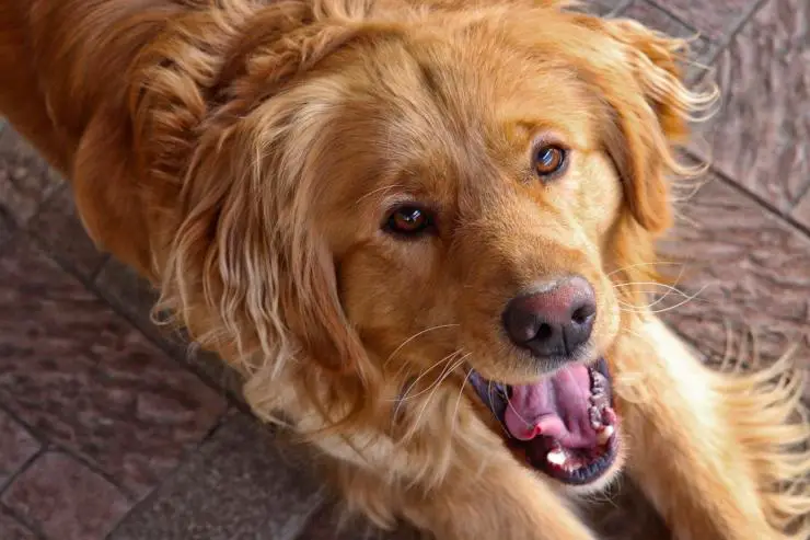El perro tiene los dientes torcidos