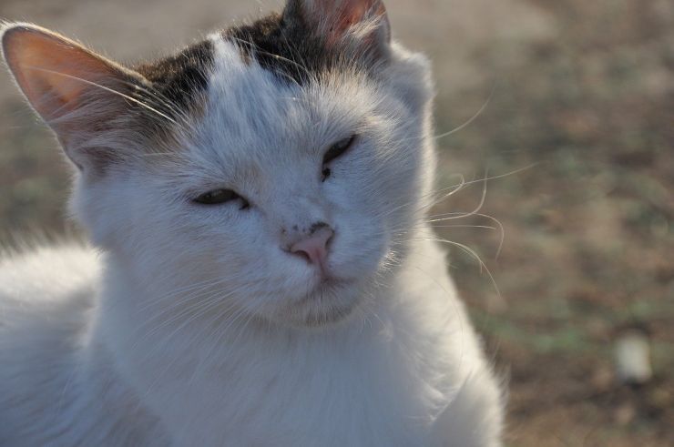 Gatito con ojos medio cerrados