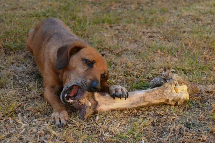 perro con hueso de cachorro