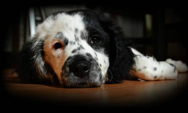 Un perro triste (Foto Pixabay)
