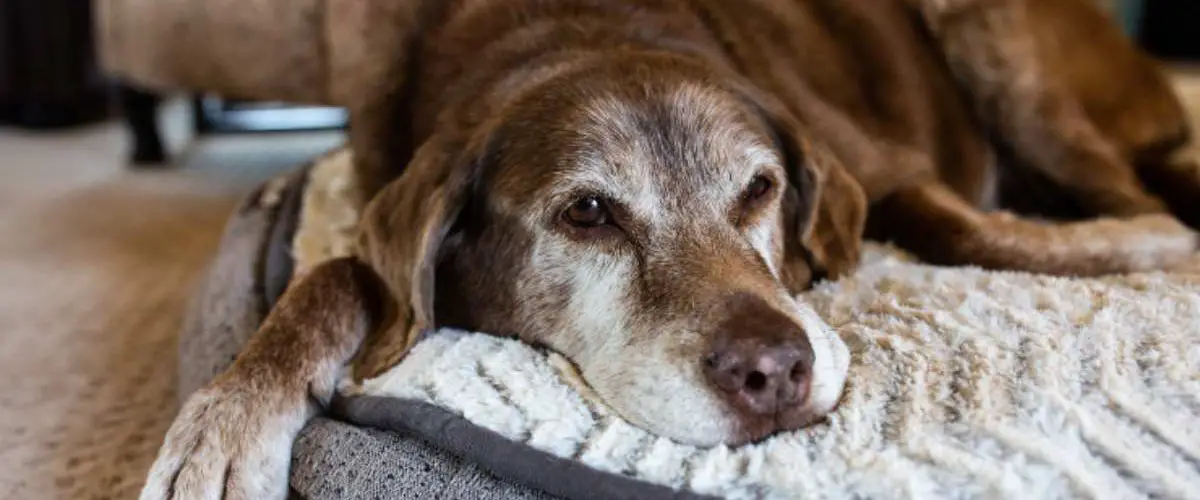 Nocardiosis en perros: causa, síntomas y tratamiento ...